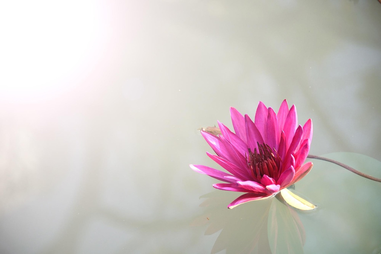 How Do I Lotus365 Apk Review 2027: Bonus, App, Withdrawal Tested