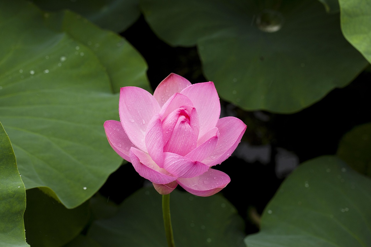 Lotus365 Review in Indore Review 2026: Bonus, App, Withdrawal Tested